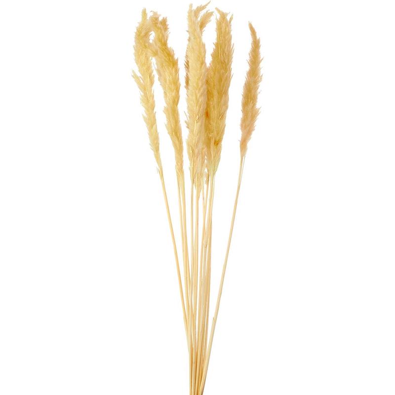 Natural Dry Pampas Grass 24in 10pc/bag – Natural