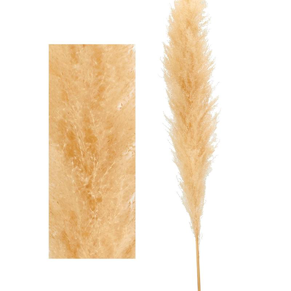 Natural Dried Pampas Grass 60in 8211 Natural